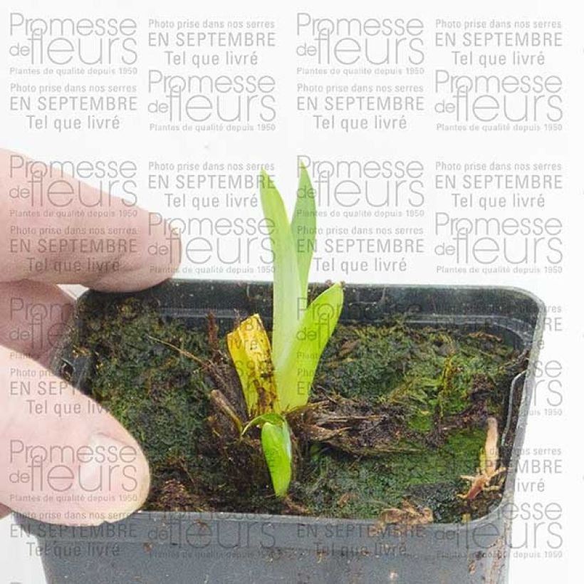 Exemplo de amostra de Iris du Japon - Iris ensata Sensation Vaso de 8/9 cm tal como entregue