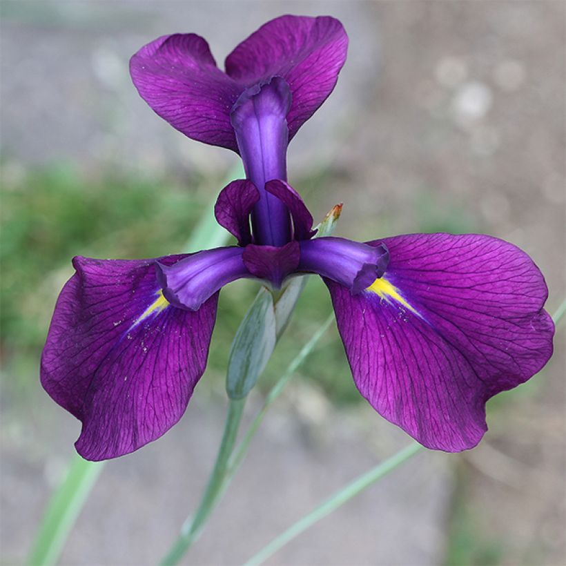 Iris ensata Variegata (Floração)
