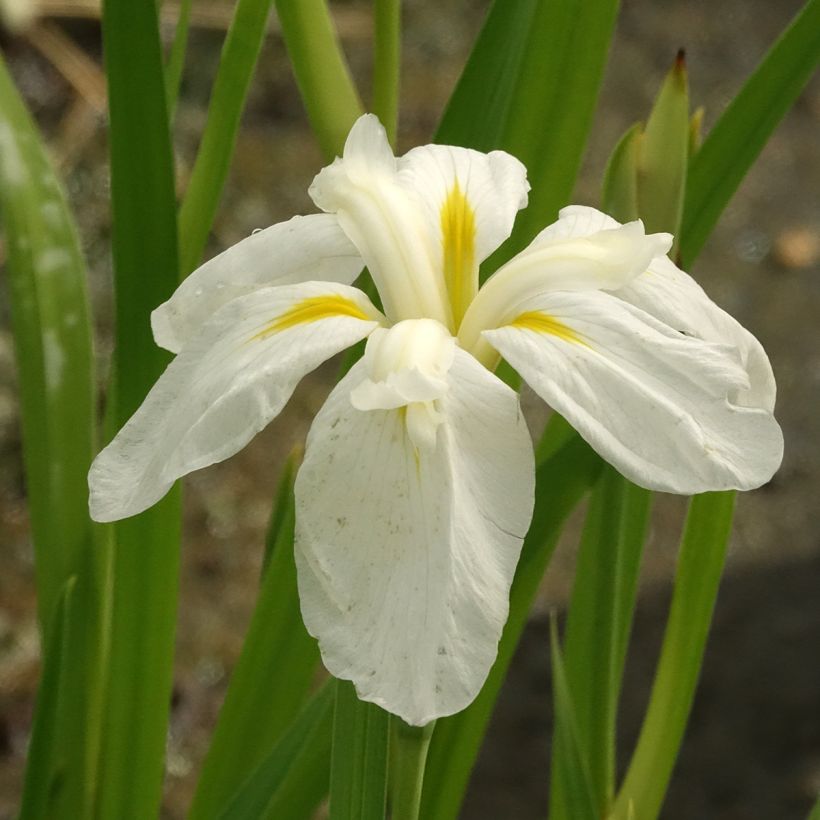 Iris ensata White Ladies (Floração)