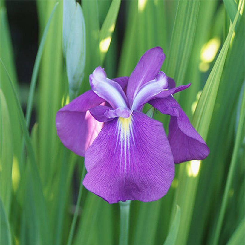 Iris ensata Yezo Nishiki (Floração)