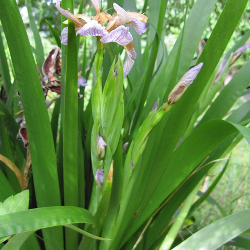 Iris foetidissima  - Lírio-fétido (Folhagem)