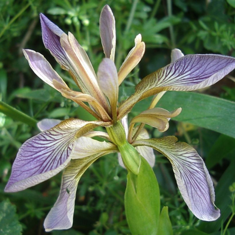Iris foetidissima  - Lírio-fétido (Floração)