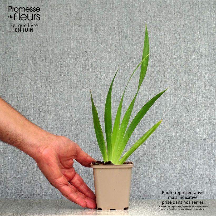 Amostra de Iris foetidissima  - Lírio-fétido Vaso de 8/9 cm tal como entregue no verão