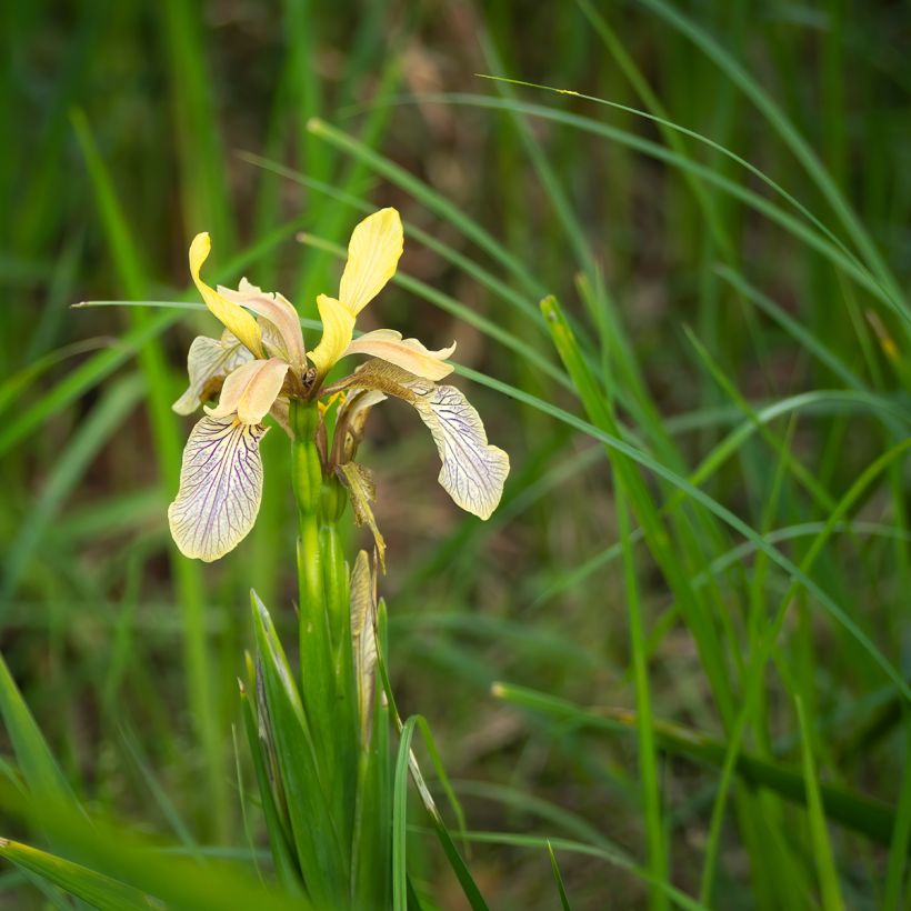 Iris foetidissima  - Lírio-fétido (Hábito)
