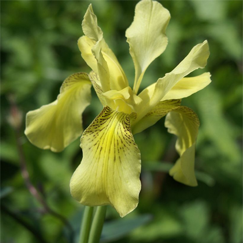 Iris forrestii (Floração)