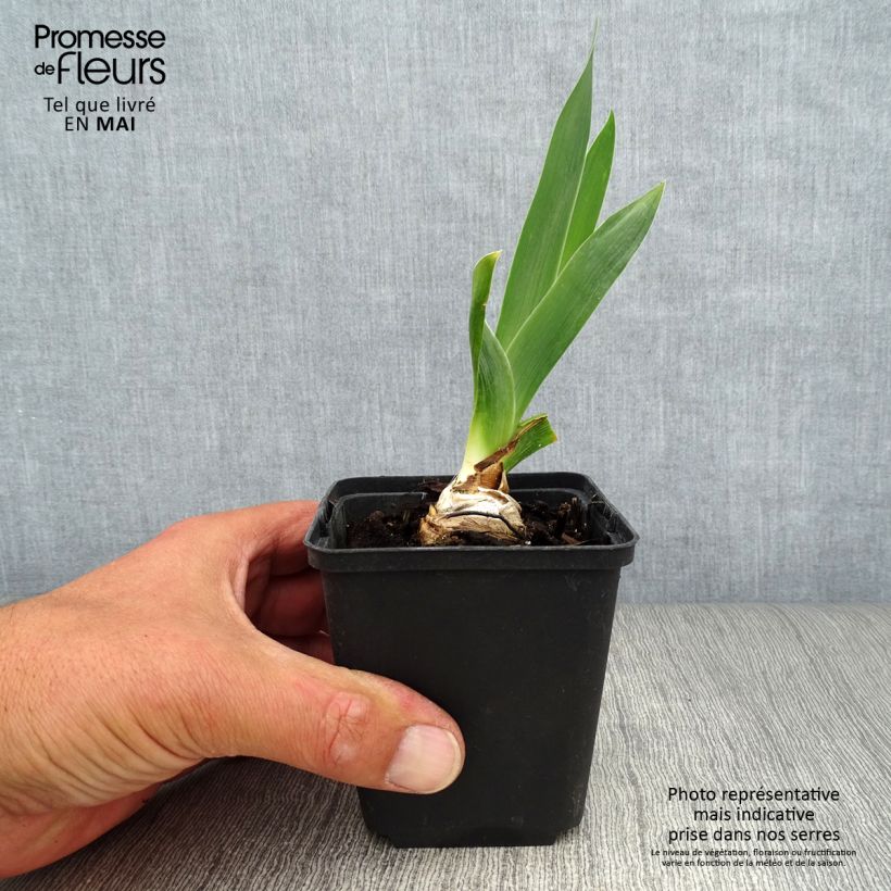 Amostra de Iris germanica Abondante Floraison - Iris des Jardins Godet de 8/9 cm tal como entregue na primavera