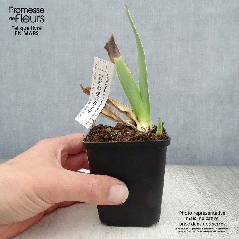 Amostra de Iris germanica Above The Clouds - Iris des Jardins Godet de 8/9 cm tal como entregue na primavera