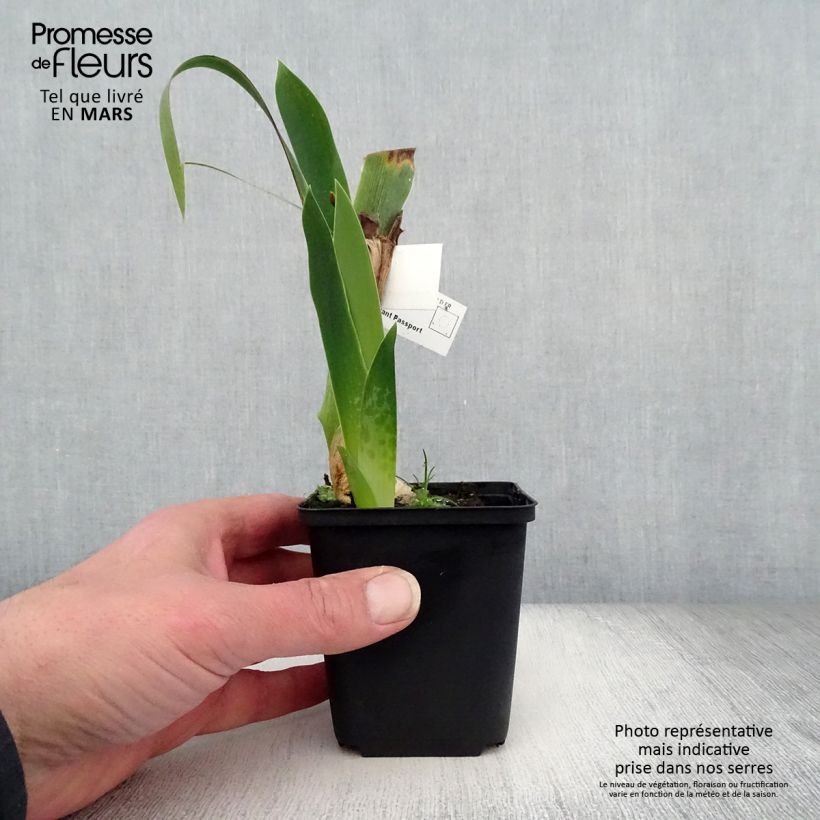 Amostra de Iris germanica Above The Rim - Iris des Jardins Godet de 8/9 cm tal como entregue na primavera