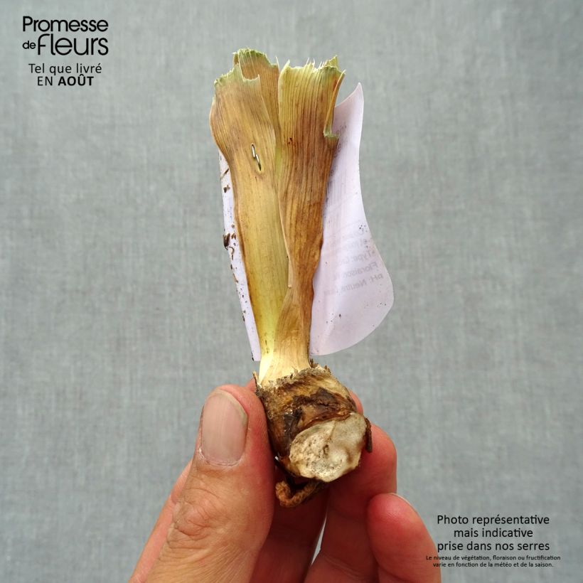 Amostra de Iris germanica Accent Variegata - Iris des Jardins Godet de 8/9 cm tal como entregue no verão