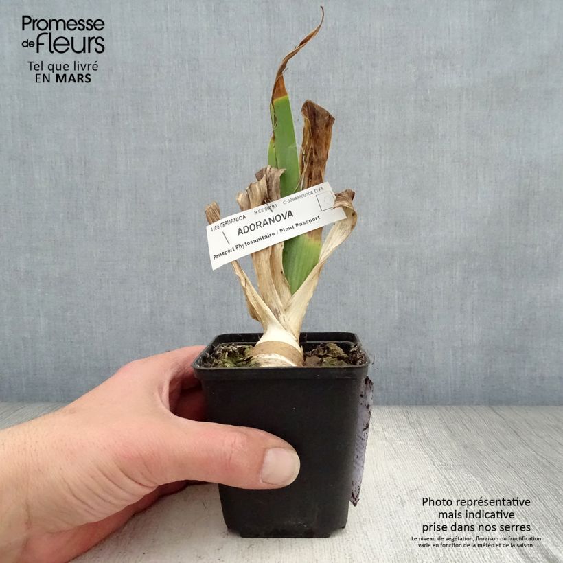 Amostra de Iris germanica Adoranova - Iris des Jardins Godet de 8/9 cm tal como entregue na primavera