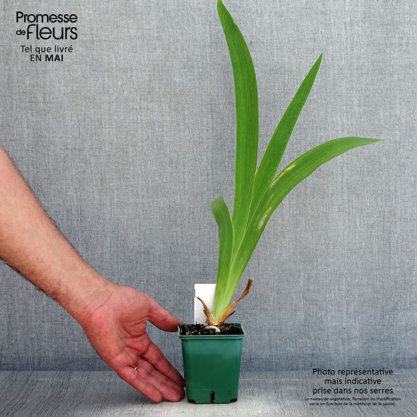 Amostra de Iris germanica Agrippa Vaso de 8/9 cm tal como entregue na primavera