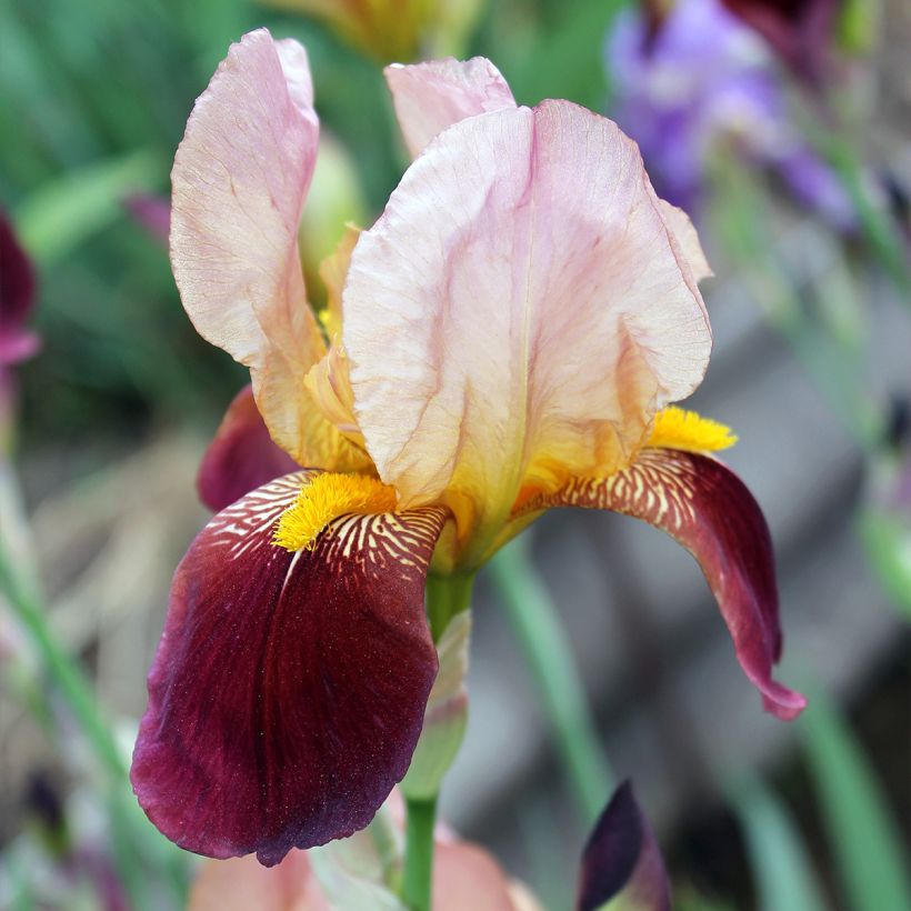 Iris germanica Agrippa (Floração)