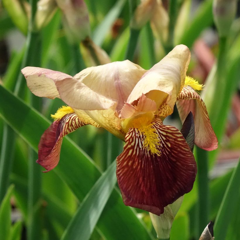 Iris germanica Agrippa (Floração)
