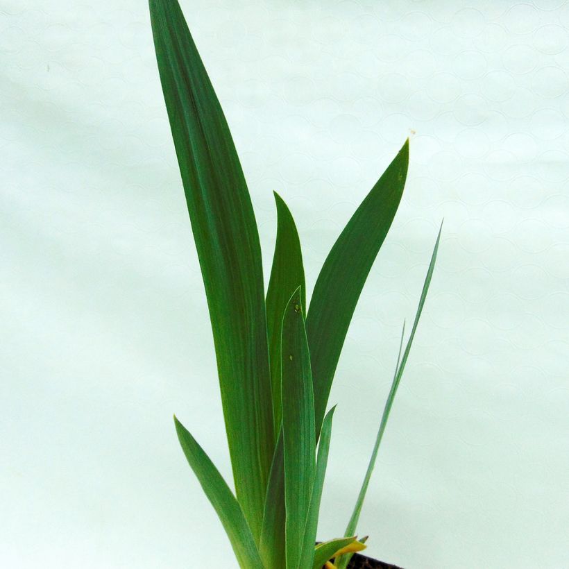 Iris germanica Alizes (Folhagem)