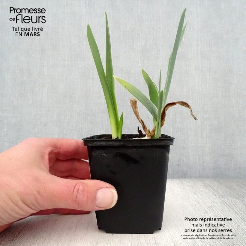 Amostra de Iris germanica Alizes Vaso de 8/9 cm tal como entregue na primavera