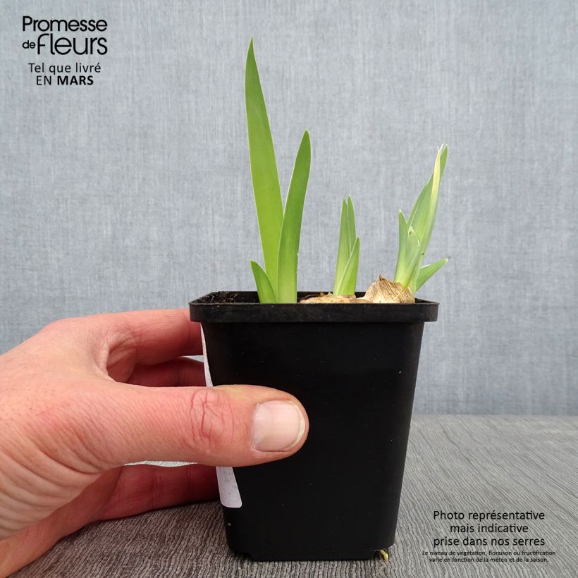 Amostra de Iris germanica Alizes Vaso de 8/9 cm tal como entregue no inverno