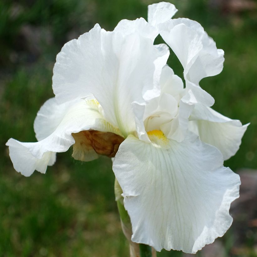 Iris germanica America's Cup (Floração)