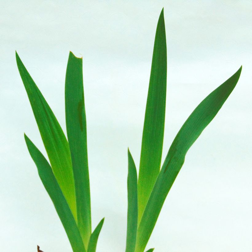 Iris germanica Anything Goes (Folhagem)