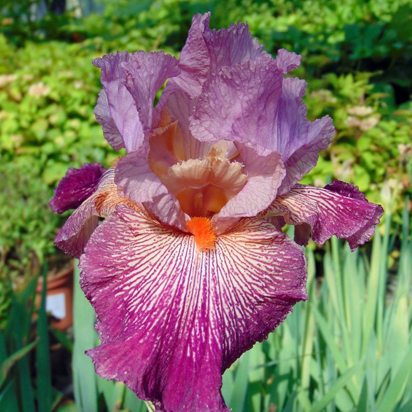Iris germanica Anything Goes (Floração)