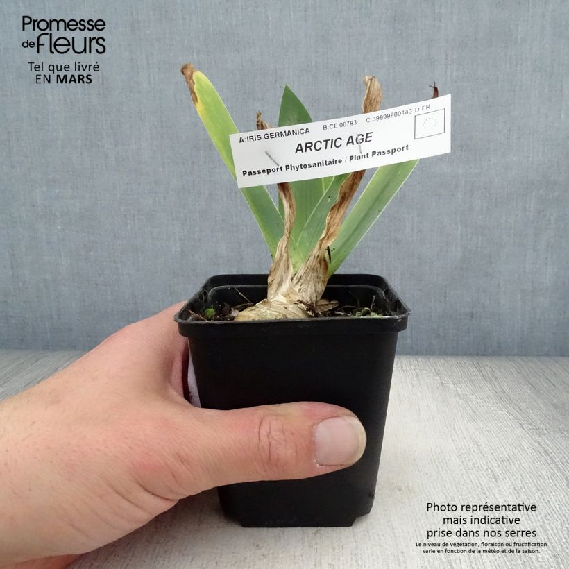 Amostra de Iris germanica Arctic Age Vaso de 8/9 cm tal como entregue na primavera