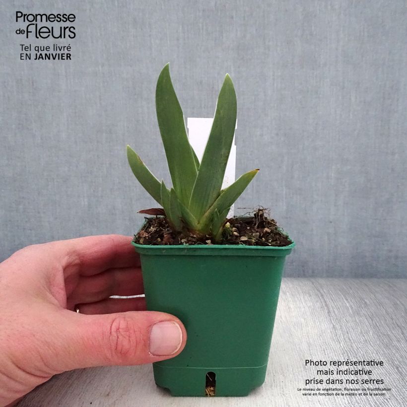 Amostra de Iris germanica Arpège - Iris des Jardins Godet de 8/9 cm tal como entregue no inverno