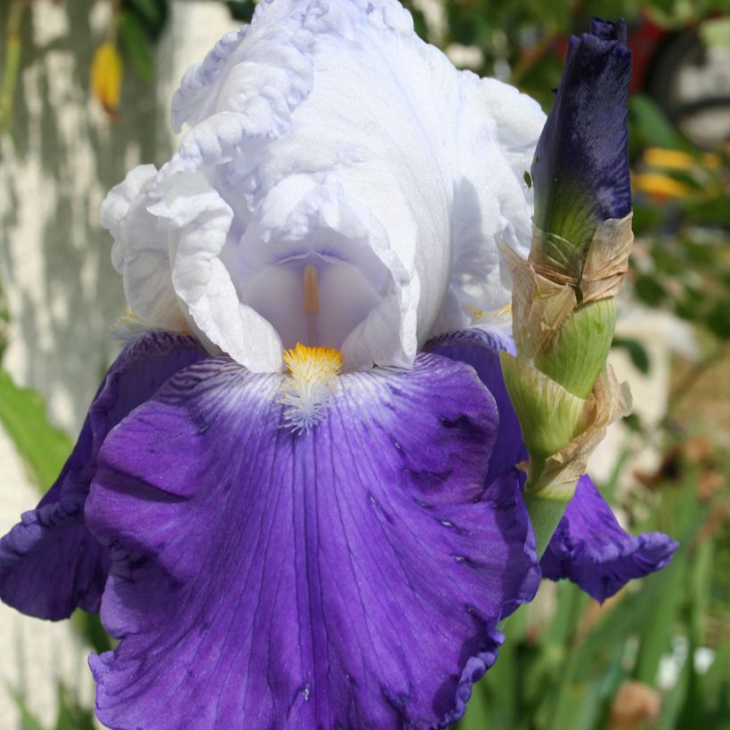 Iris germanica Arpège (Floração)