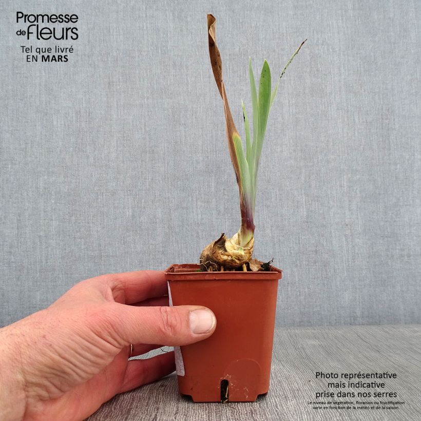 Amostra de Iris germanica Art Déco - Iris des Jardins Vaso de 8/9 cm tal como entregue no inverno