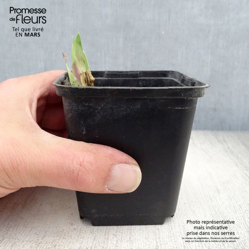 Amostra de Iris germanica Art Déco Vaso de 8/9 cm tal como entregue na primavera