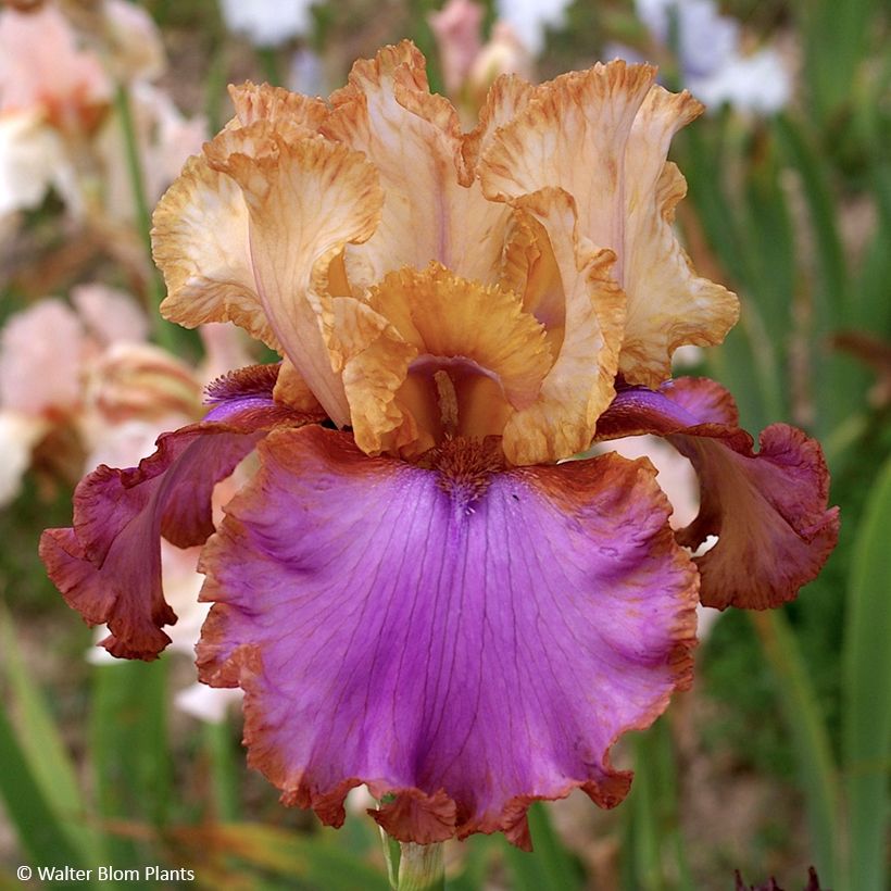 Iris germanica Au Sommet (Floração)