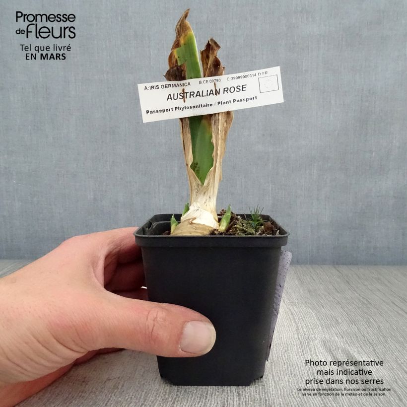 Amostra de Iris germanica Australian Rose - Iris des Jardins Godet de 8/9 cm tal como entregue na primavera