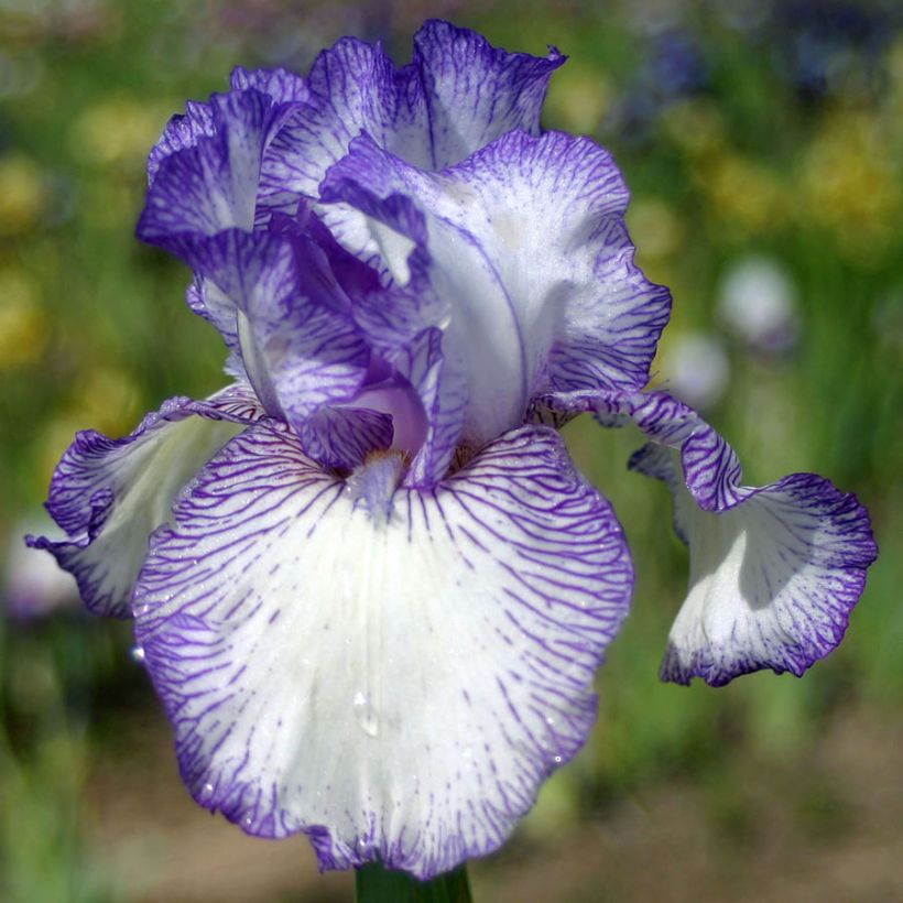 Iris germanica Autumn Circus (Floração)