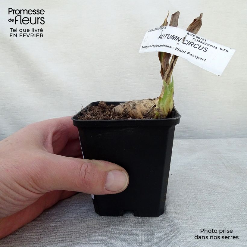Amostra de Iris germanica Autumn Circus - Iris des Jardins Vaso de 8/9 cm tal como entregue no inverno