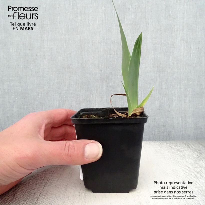 Amostra de Iris germanica Autumn Circus Vaso de 8/9 cm tal como entregue na primavera