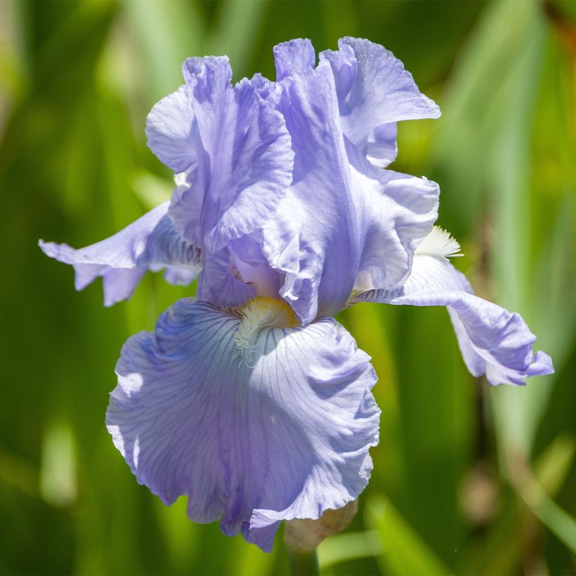Iris germanica Babbling Brook (Floração)