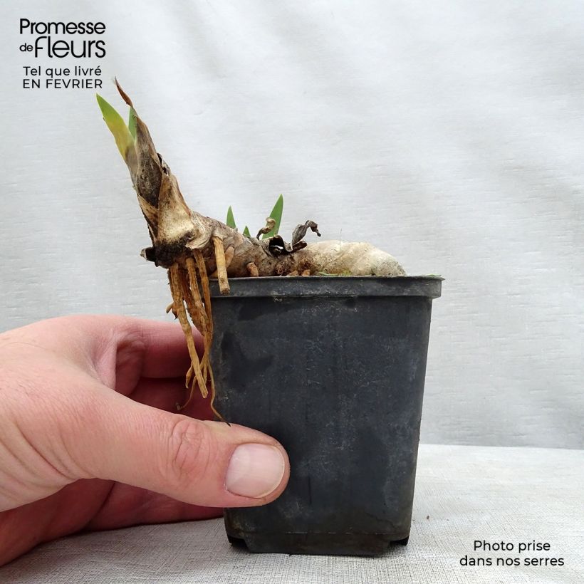 Amostra de Iris germanica Ball of Confusion Vaso de 8/9 cm tal como entregue no inverno