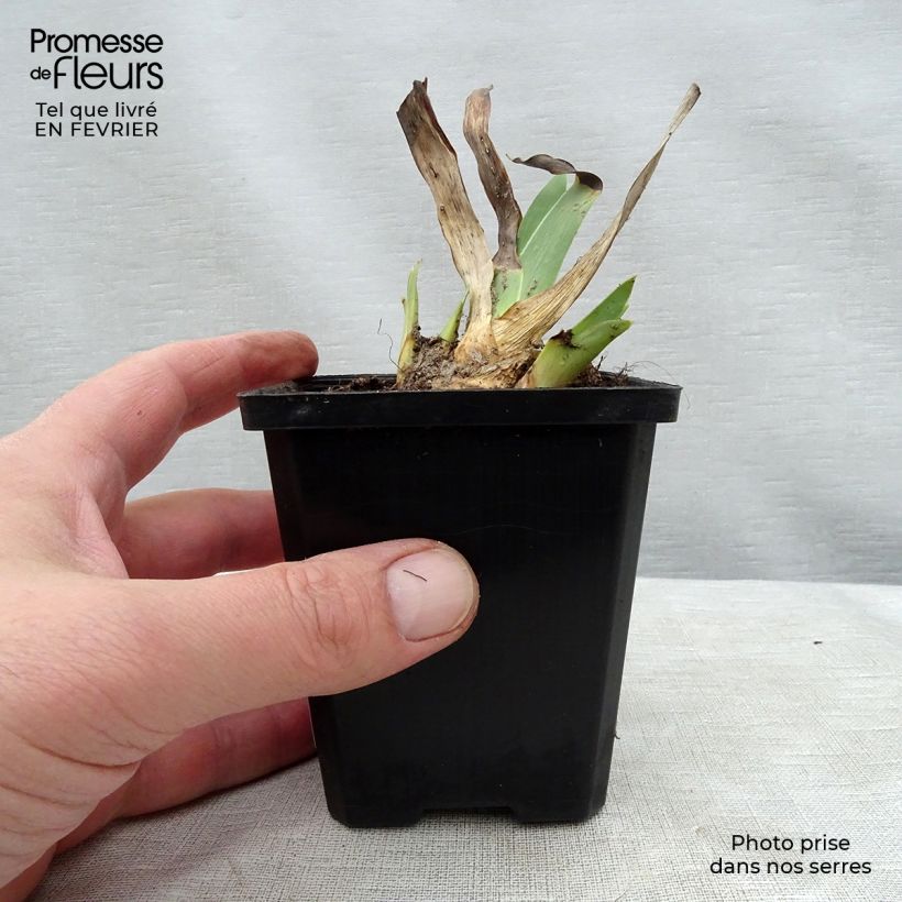 Amostra de Iris germanica Batik - Shazam - Iris des jardins Vaso de 8/9 cm tal como entregue no inverno