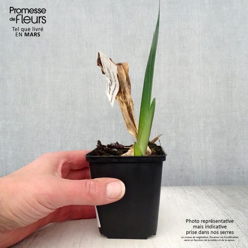 Amostra de Iris germanica Beauté De Sologne - Iris des Jardins Godet de 8/9 cm tal como entregue na primavera