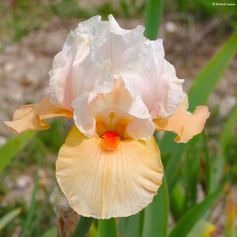 Iris germanica Bébé Rose (Floração)