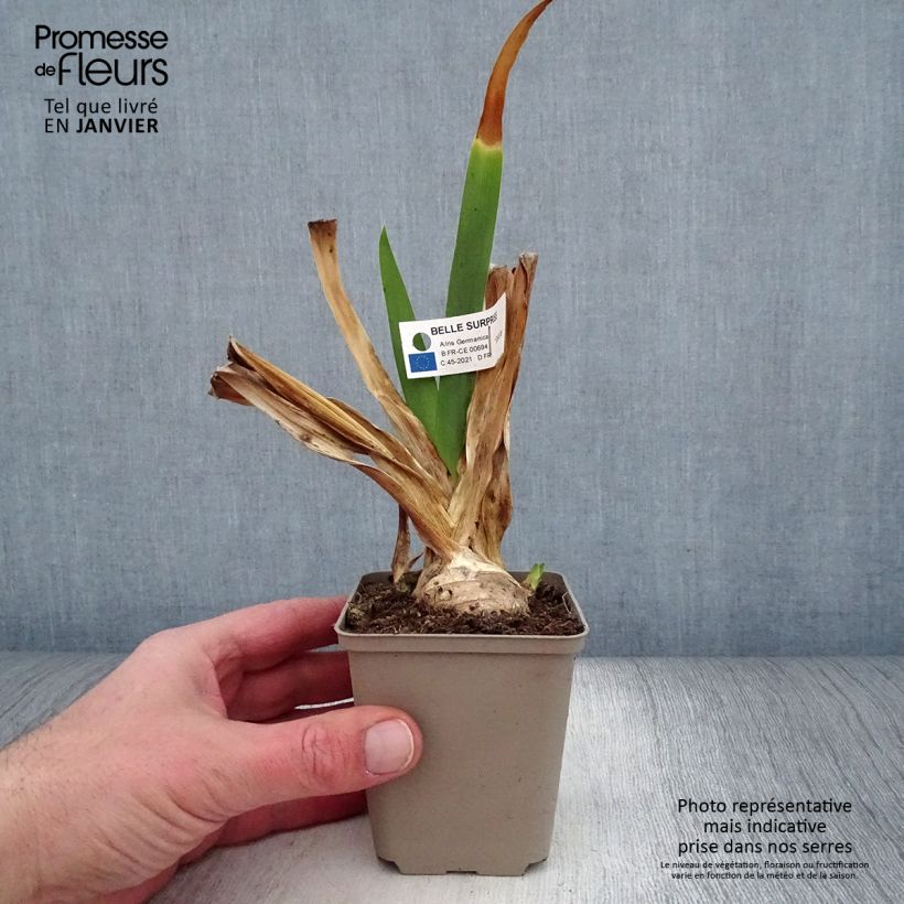 Amostra de Iris germanica Belle Surprise - Grand Iris des Jardins Godet de 8/9 cm tal como entregue no inverno