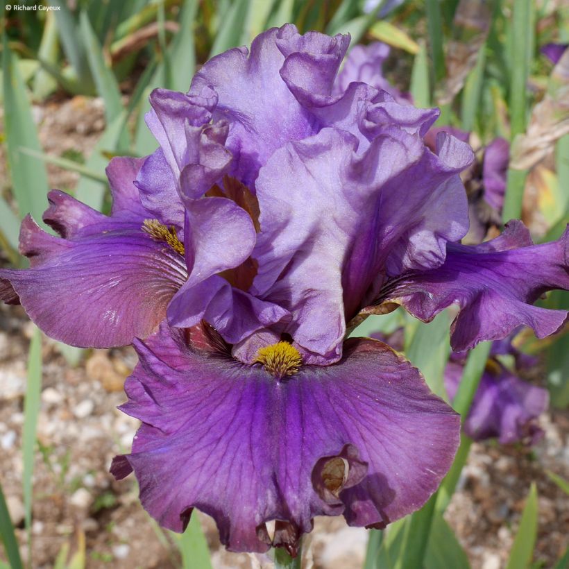 Iris germanica Belle Surprise (Floração)