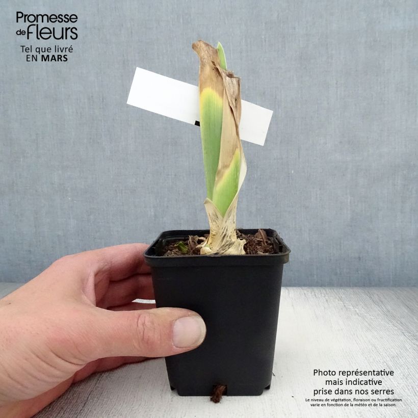 Amostra de Iris germanica Bewitchment - Iris des Jardins Godet de 8/9 cm tal como entregue na primavera