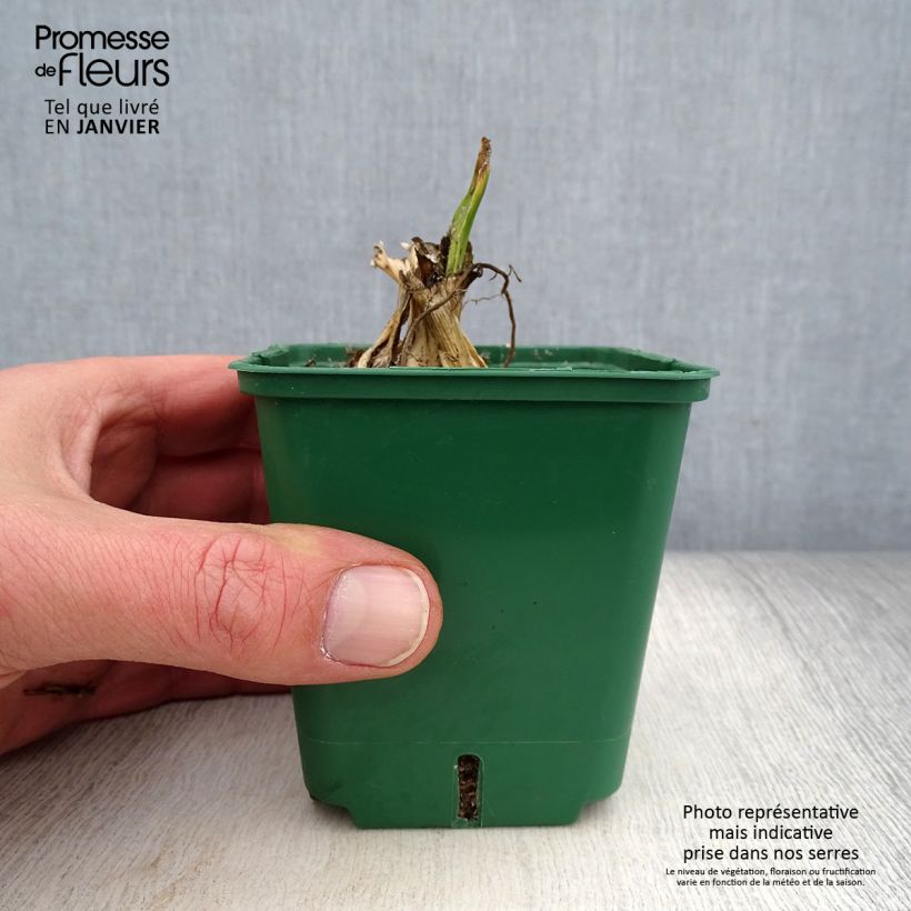 Amostra de Iris germanica Bishop's Robe - Iris des Jardins Godet de 8/9 cm tal como entregue no inverno