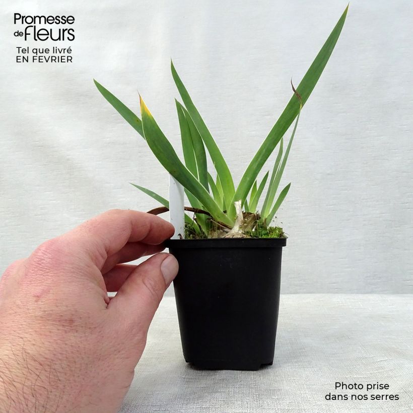 Amostra de Iris germanica Black Knight Vaso de 8/9 cm tal como entregue no inverno