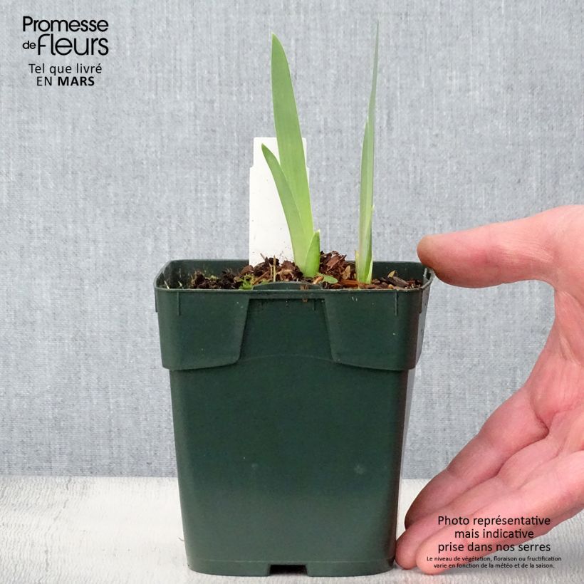 Amostra de Iris germanica Black Knight Vaso de 8/9 cm tal como entregue na primavera