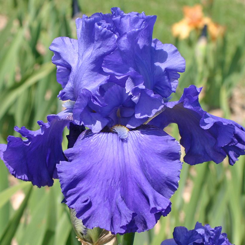 Iris germanica Blenheim Royal (Floração)