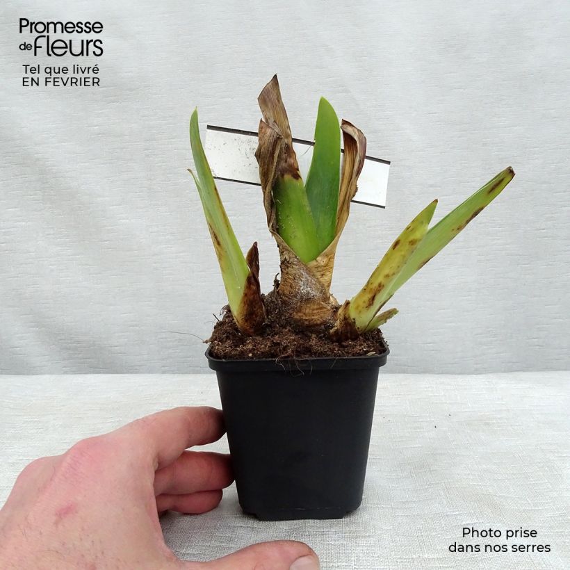 Amostra de Iris germanica Blenheim Royal - Ship Shape - Iris des Jardins Vaso de 8/9 cm tal como entregue no inverno