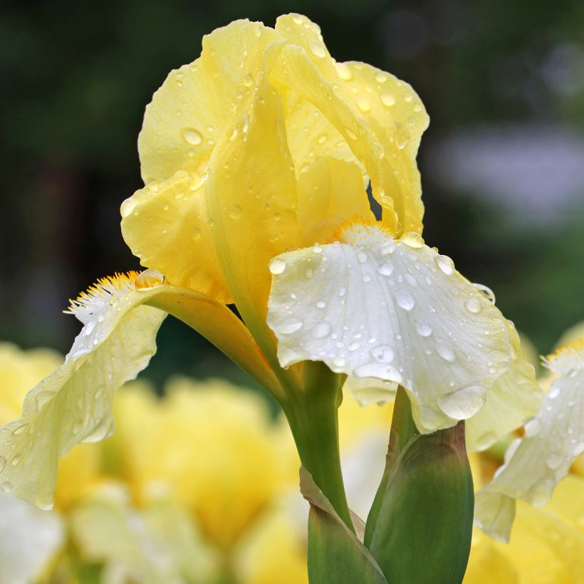 Iris germanica Blessed Again (Floração)