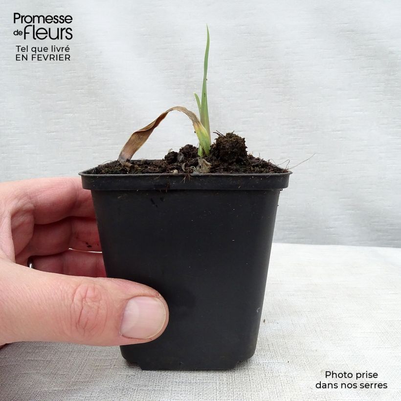 Amostra de Iris germanica Bleu de Gien - Iris des Jardins Rizoma, calibre 10/15, qualidade extra tal como entregue no inverno