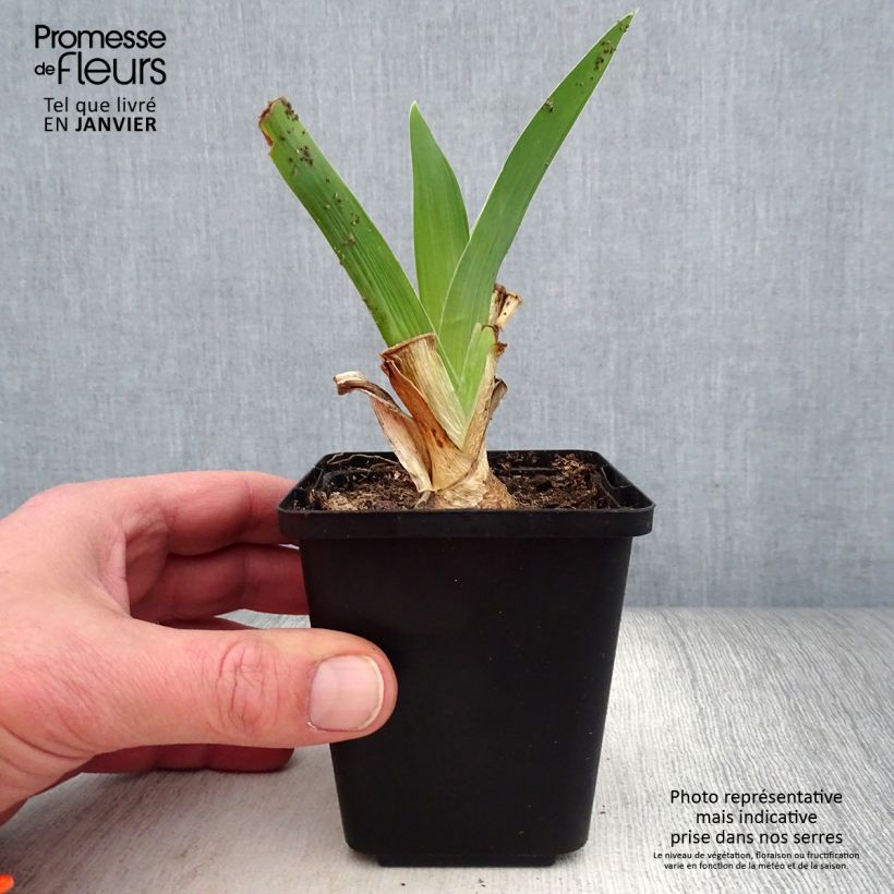 Amostra de Iris germanica Blue Rhythm - Iris des Jardins Godet de 8/9 cm tal como entregue no inverno