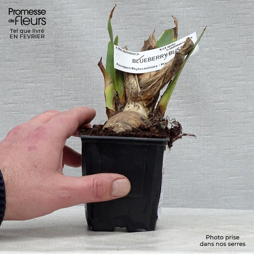Amostra de Iris germanica Blueberry Bliss - Iris des Jardins Vaso de 8/9 cm tal como entregue no inverno